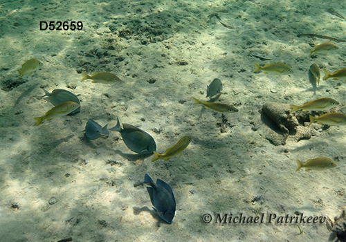 Doctorfish (Acanthurus chirurgus)